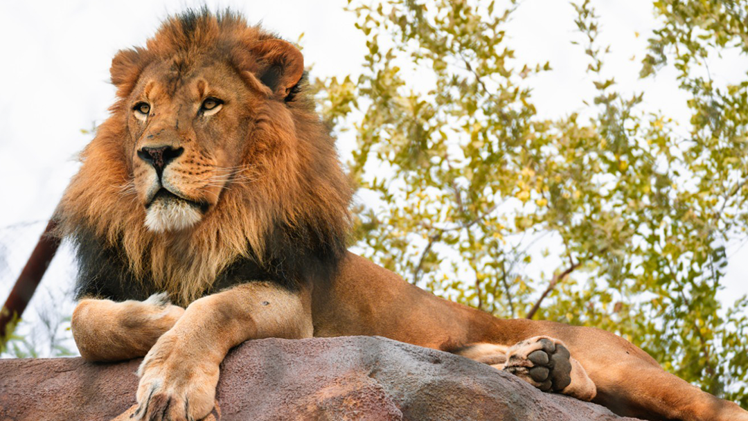 Phoenix Zoo Mourns Loss of Beloved African Lion Boboo Due to Aggressive Cancer